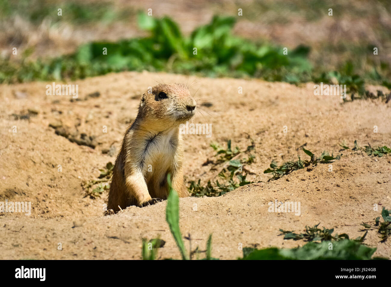 Jeune Femme chien de prairie à queue noire près de son terrier Denver Colorado Banque D'Images