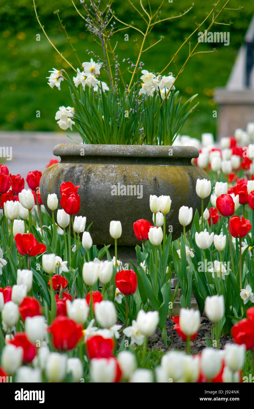 La floraison des tulipes et des jonquilles annuel à Niagara Falls, Ontario, Canada Banque D'Images