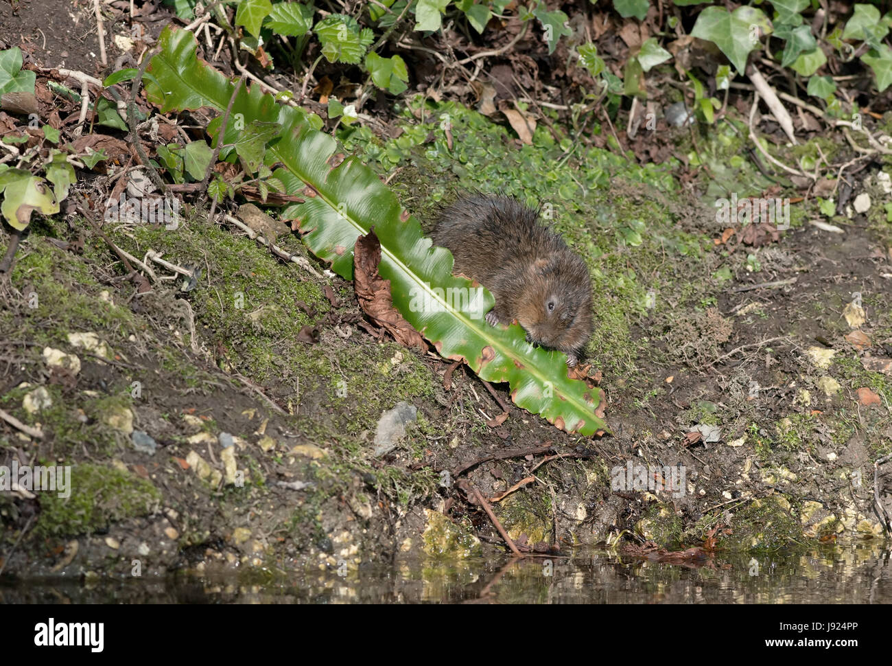 Le Campagnol de l'eau - Arvicola terrestris rss à côté d'un ruisseau. Uk Banque D'Images