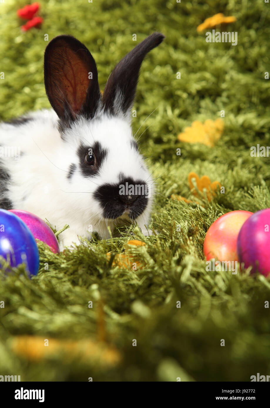150 Coloriages De Lapin De Pâques Pour Enfants Et Adultes (PDF Gratuits à Imprimer