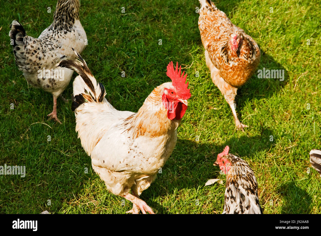 Des mammifères, des oiseaux, ferme, volailles, Hen, communauté, village, ville de marché, coq, Banque D'Images