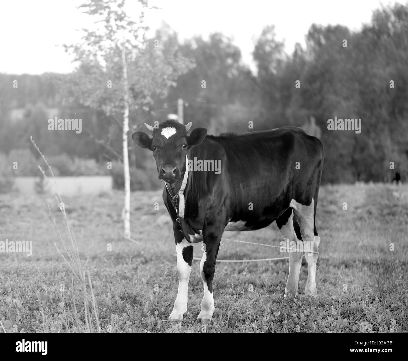 Belle vache broutant dans un pré vert dans le village Banque D'Images