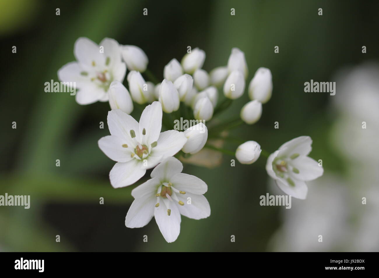 Mai, juin, pâle, lumineux, blanc pur, blanc neige, macro, close-up, macro Banque D'Images