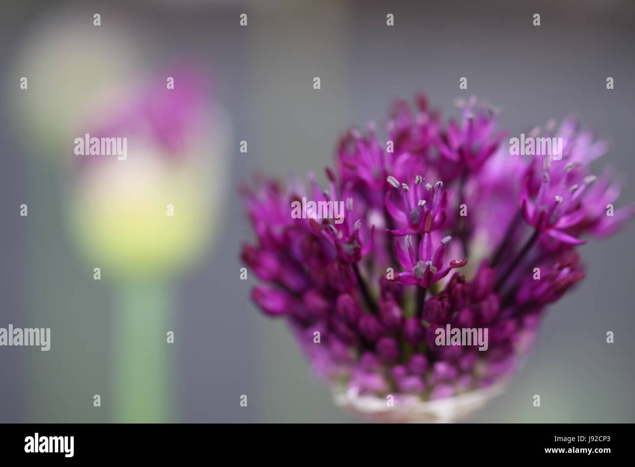 Allium aflatunense iran lauch Banque D'Images