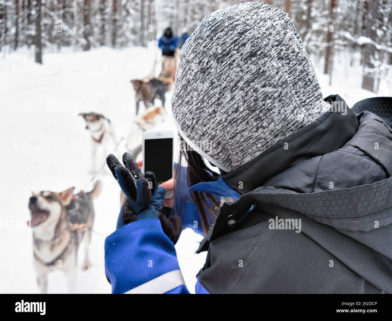 Woman taking photo de traîneau chiens Husky à Rovaniemi, Laponie, Finlande Banque D'Images