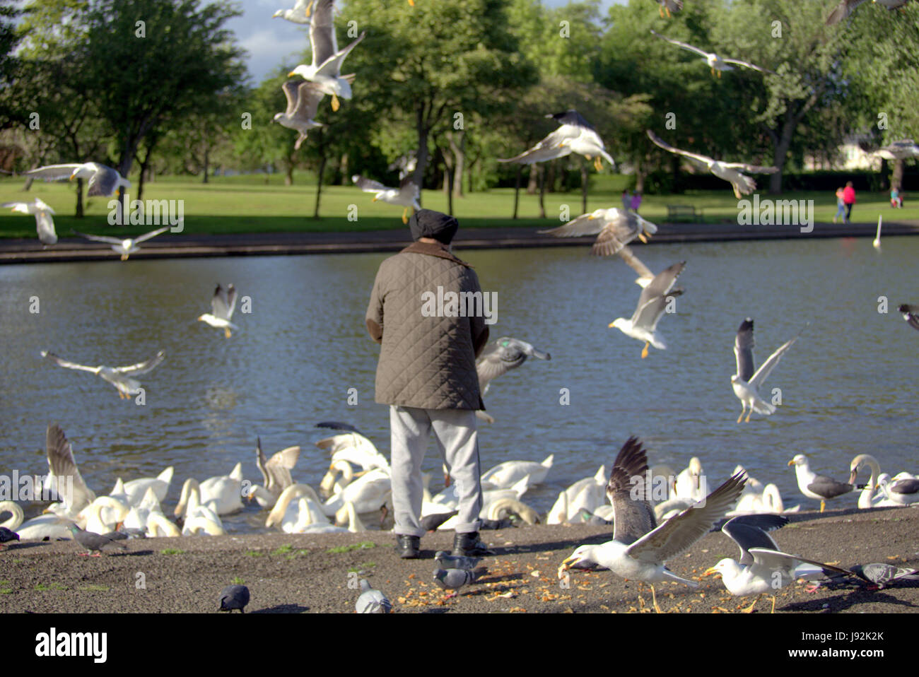 Vieux homme turban sikh h avec l'alimentation l'alimentation des goélands dans le parc avec des cygnes dans l'étang Lake Banque D'Images