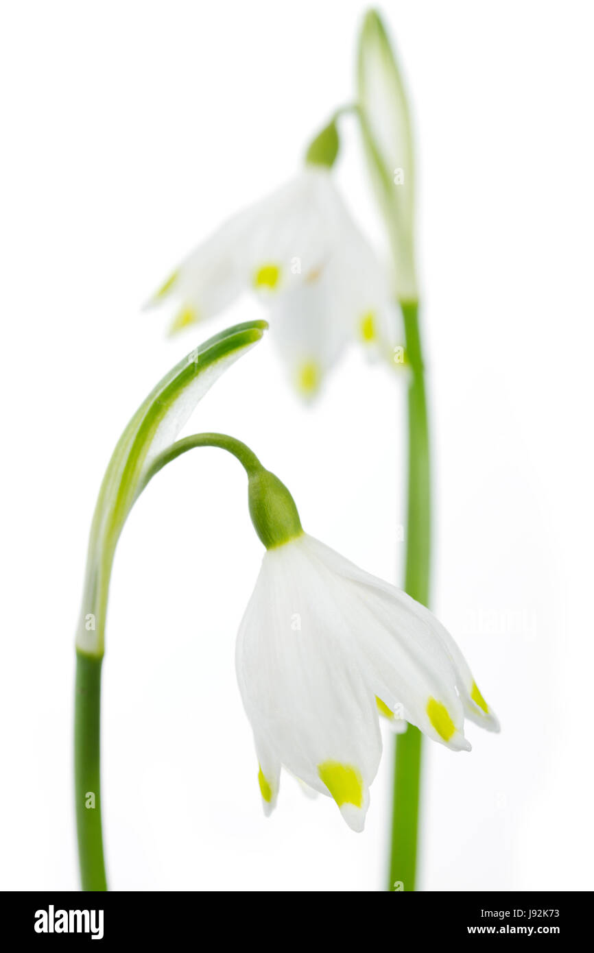 Jardin, fleurs, plantes, fleurs, fleurir, s'épanouir, en plein essor, printemps, jardins, Banque D'Images