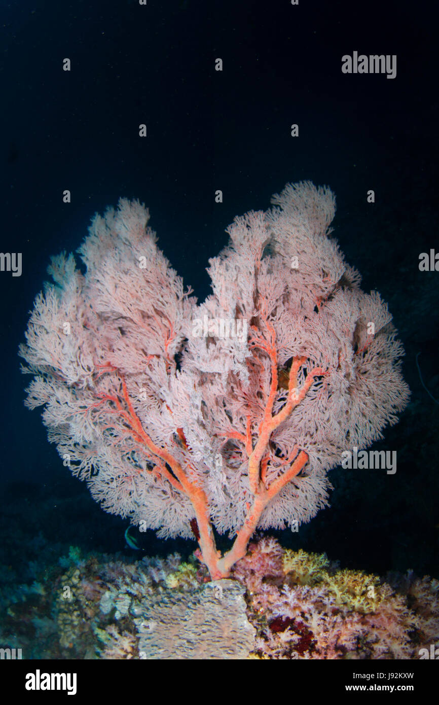 Belles gorgones rose en forme de coeur rose d'éventails de mer debout la tête sous l'eau dans la mer d'Andaman, Thaïlande Banque D'Images