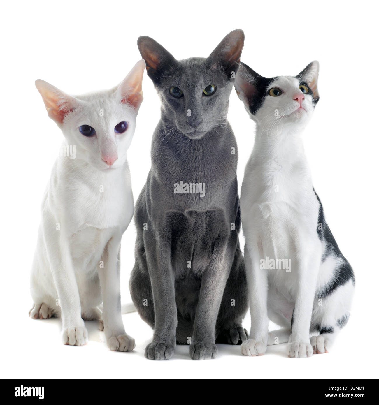 Les chats, trois, bébé chat, chaton, oriental, pussycat, chat, chat domestique, animal, Banque D'Images