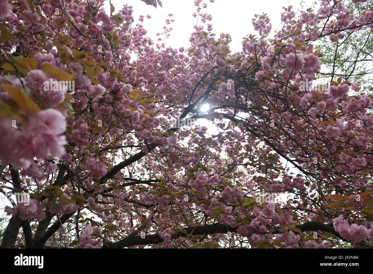 Sakura rose Tree in spring Banque D'Images