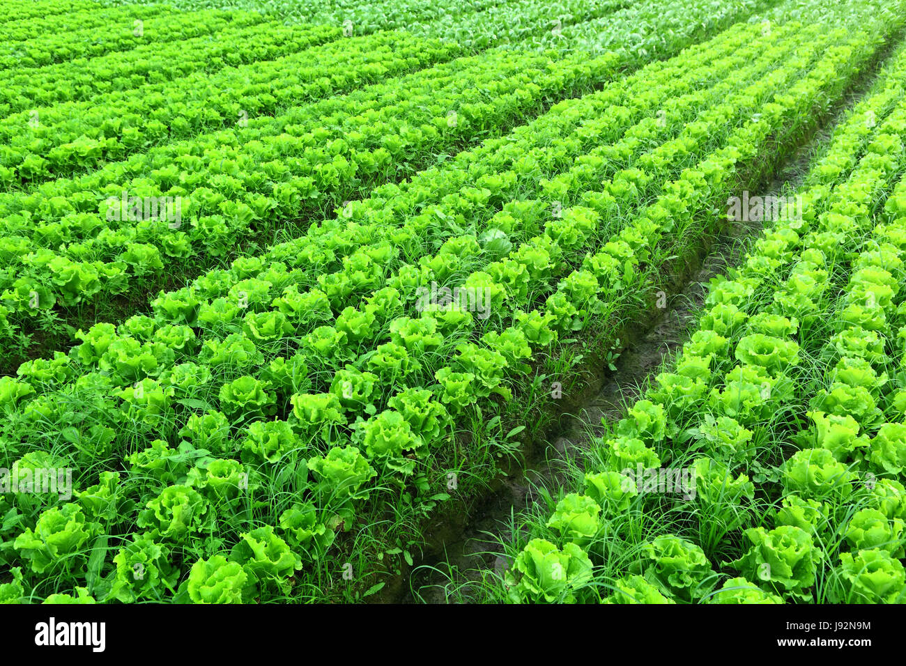 La nourriture, aliment, de feuilles, de l'agriculture, l'industrie, sol, sol, terre, humus, nouveau, Banque D'Images