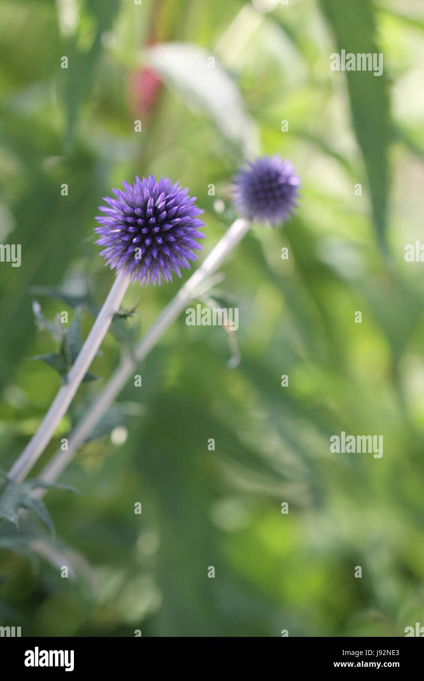 Bleu, noble, chardon, plus bleue, planum, bleu, macro, portrait, macro, admission Banque D'Images