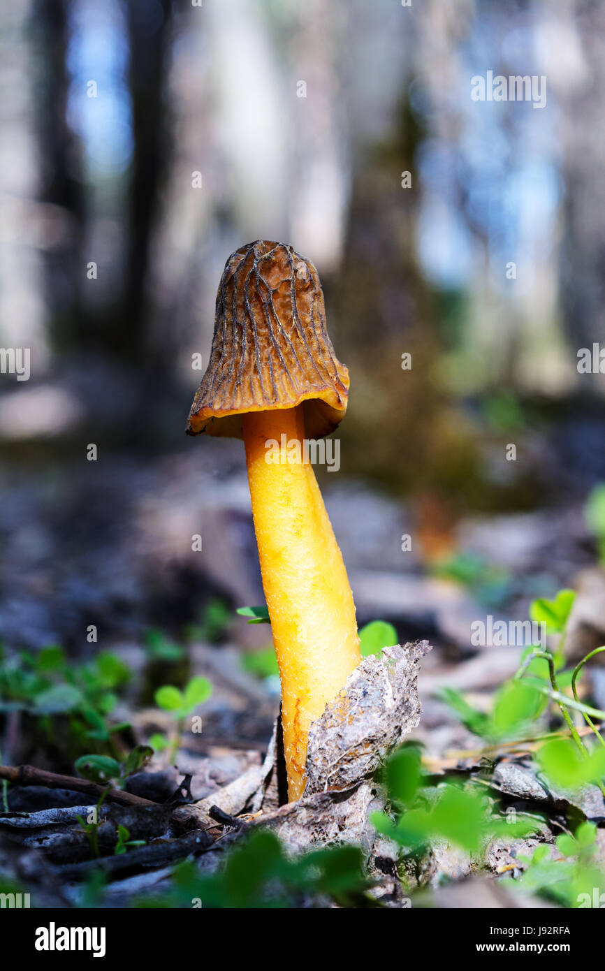 Morille noire Morchella conica,. La culture des champignons comestibles dans la forêt. Banque D'Images