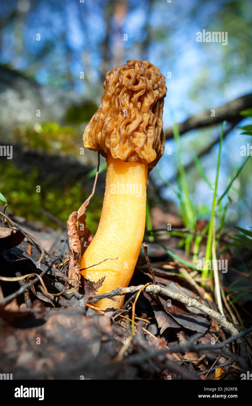 La culture des champignons comestibles morille noire dans la forêt. Morchella conica. Banque D'Images