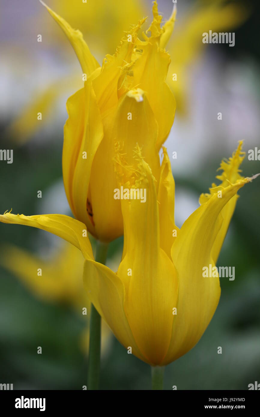 Fleur, plante, vert, fleurs, fleurir, s'épanouir, en plein essor, printemps, tulipes, Banque D'Images