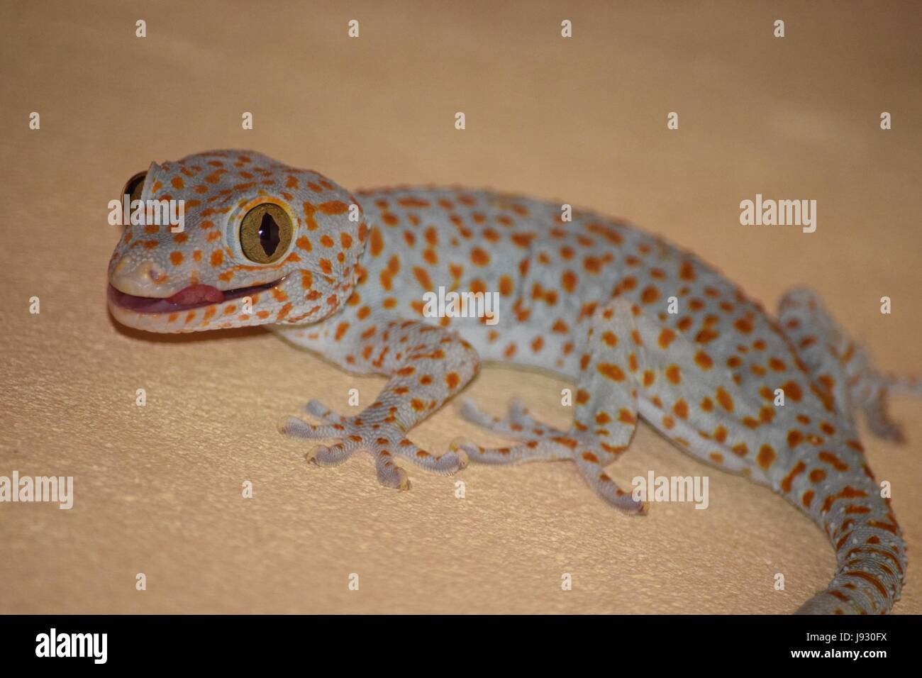 Un gecko Tokay affamé regarde autour de lui. Banque D'Images