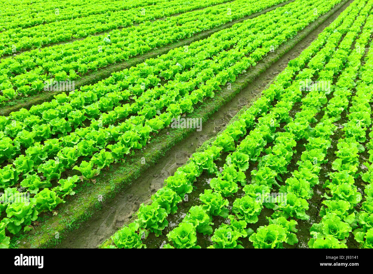 La nourriture, aliment, de feuilles, de l'agriculture, l'industrie, sol, sol, terre, humus, nouveau, Banque D'Images