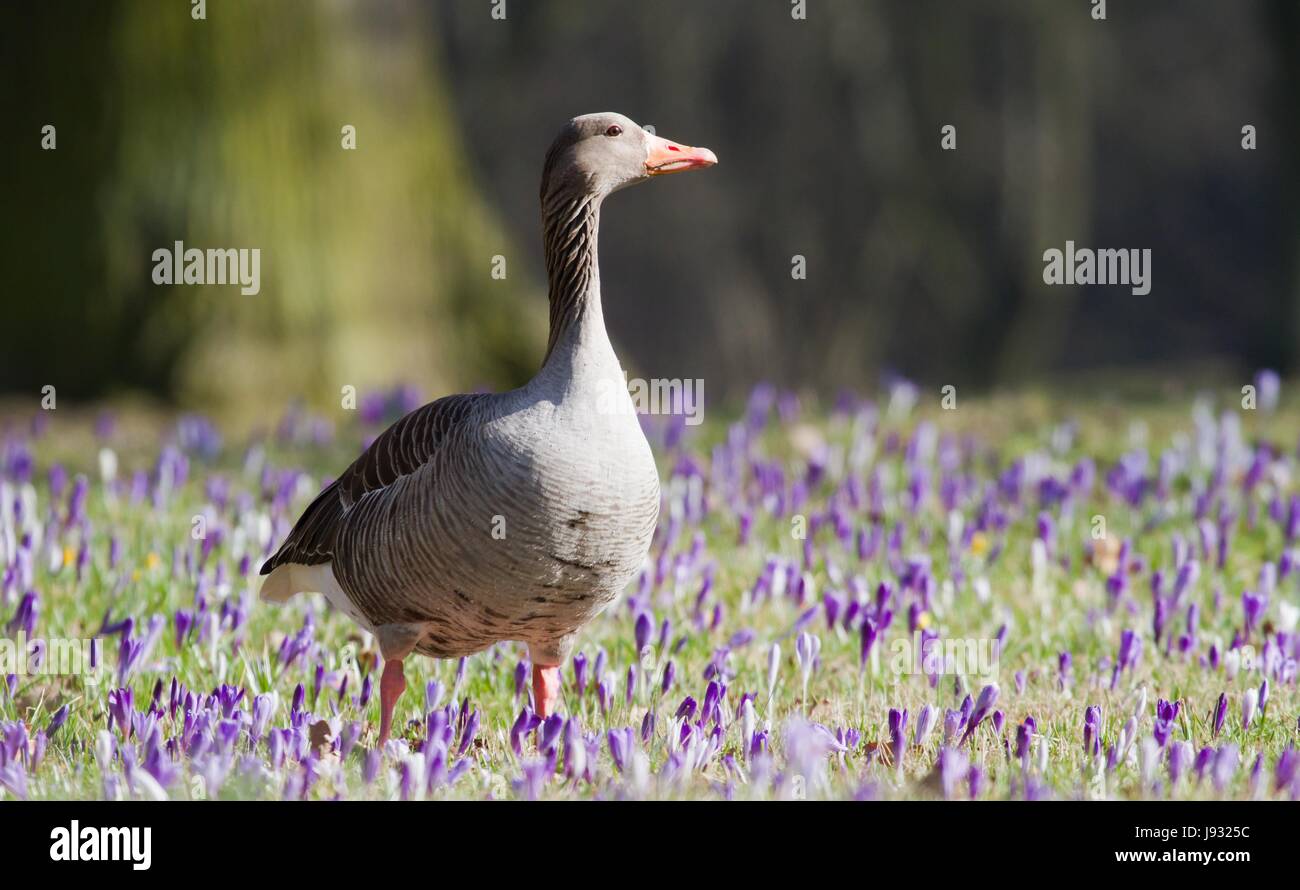 Oiseau, fleur, fleurs, plantes, oiseaux, fleurs, cascades, d'oiseaux aquatiques, de l'OIE, Banque D'Images