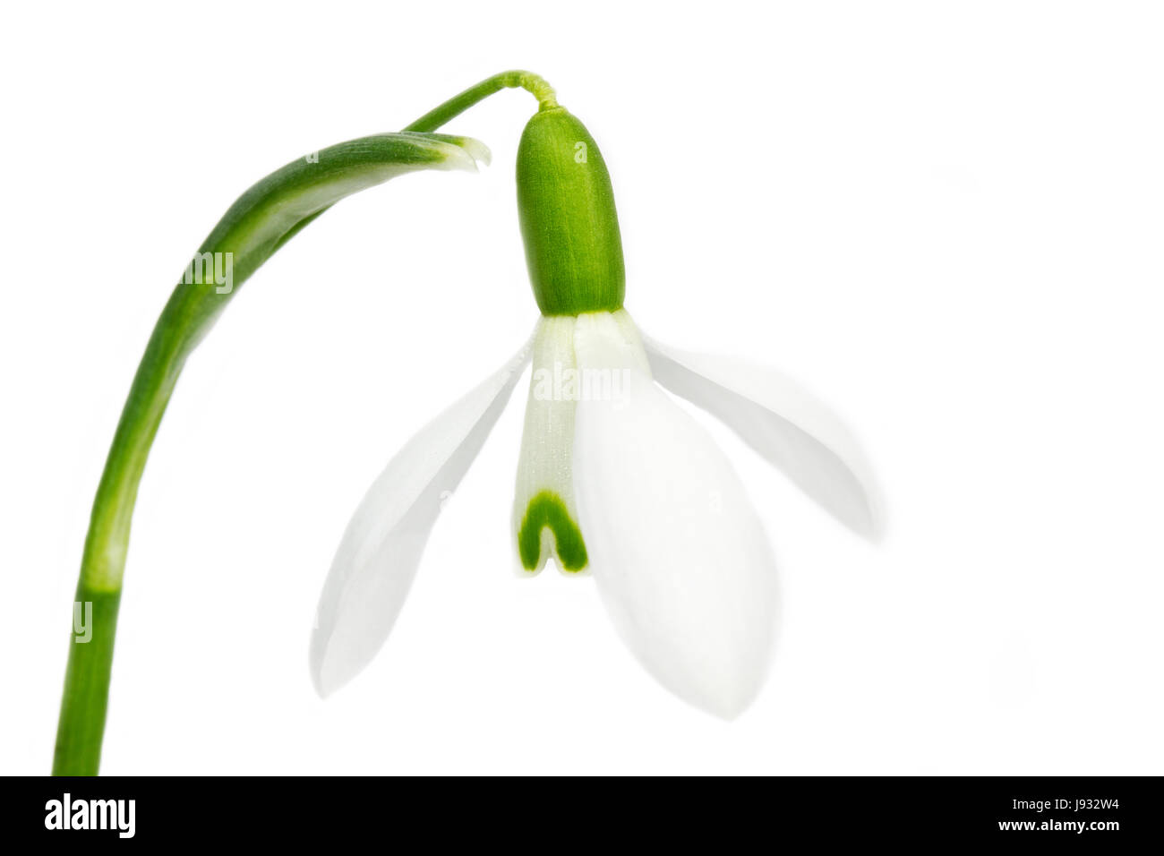 Snowdrop sur fond blanc Banque D'Images