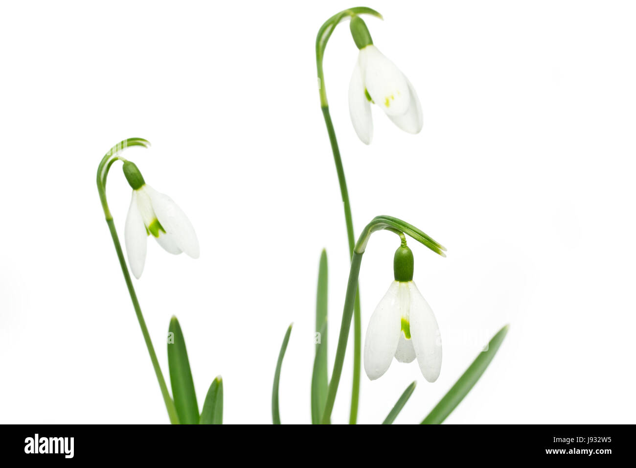 Snowdrop sur fond blanc Banque D'Images