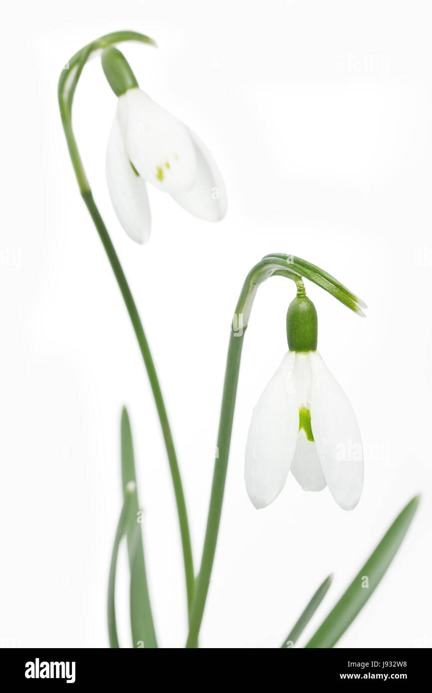 Snowdrop sur fond blanc Banque D'Images