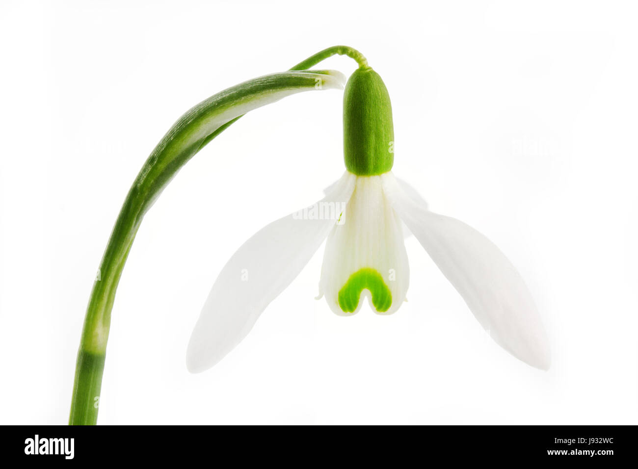 Fleur, plante, fleur, fleurs, fleurir, floraison, printemps, snowdrop, pâle, Banque D'Images