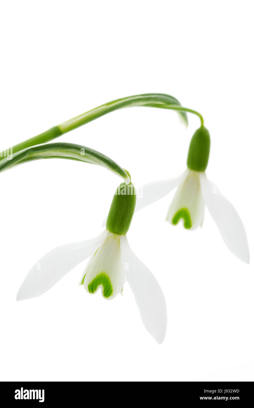 Fleur, plante, fleur, fleurs, fleurir, floraison, printemps, snowdrop, pâle, Banque D'Images