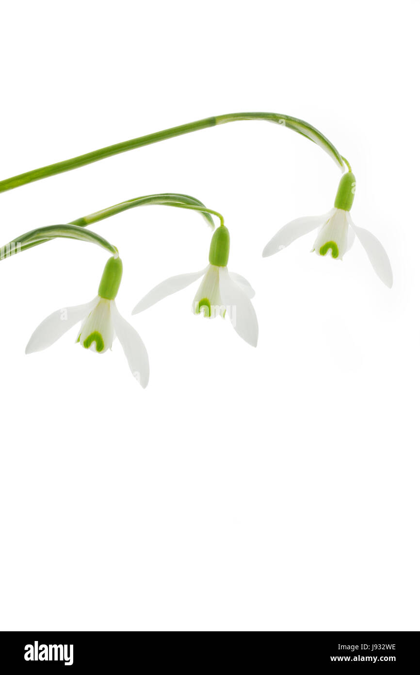 Fleur, plante, fleur, fleurs, fleurir, floraison, printemps, snowdrop, pâle, Banque D'Images