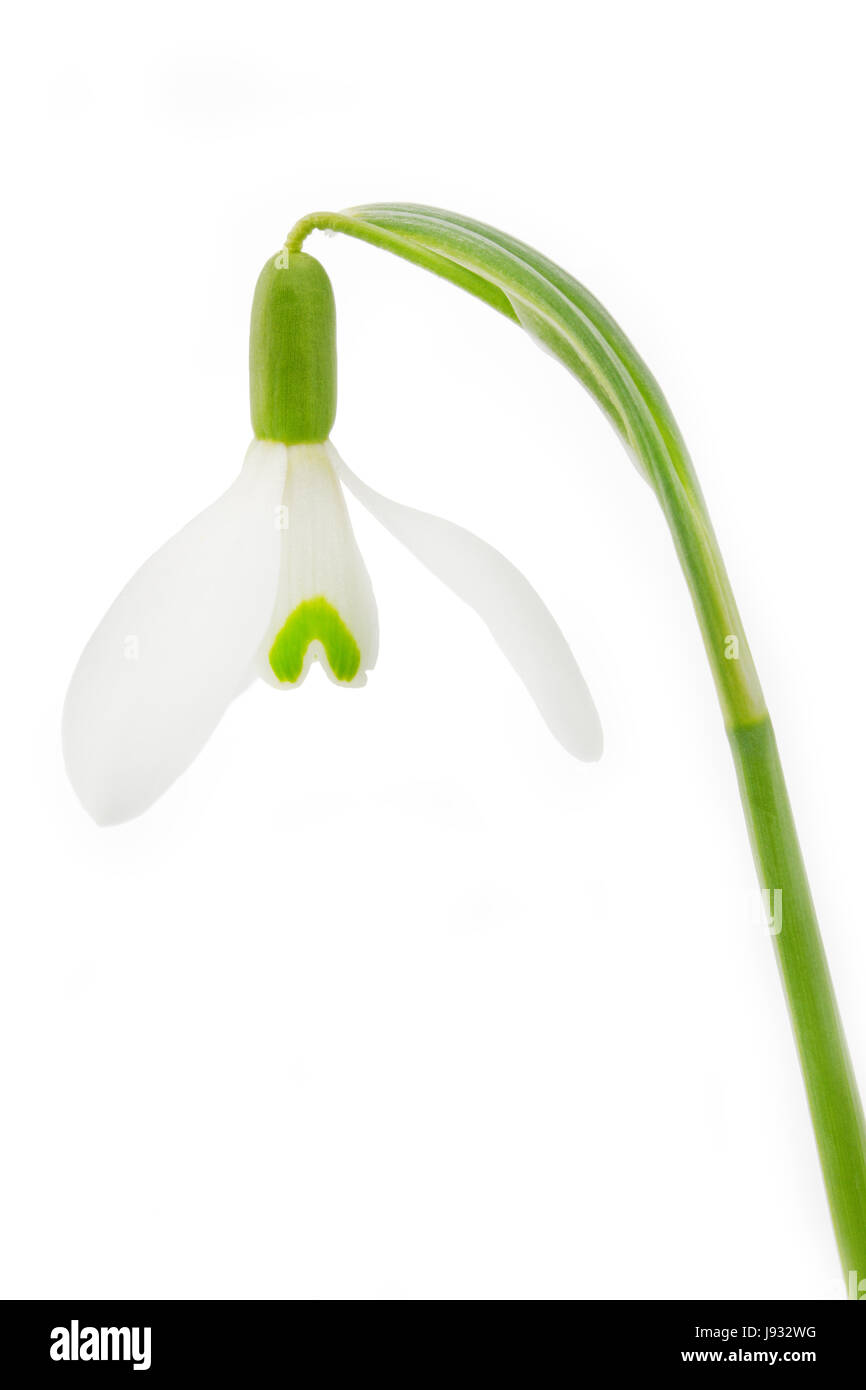 Fleur, plante, fleur, fleurs, fleurir, floraison, printemps, snowdrop, pâle, Banque D'Images