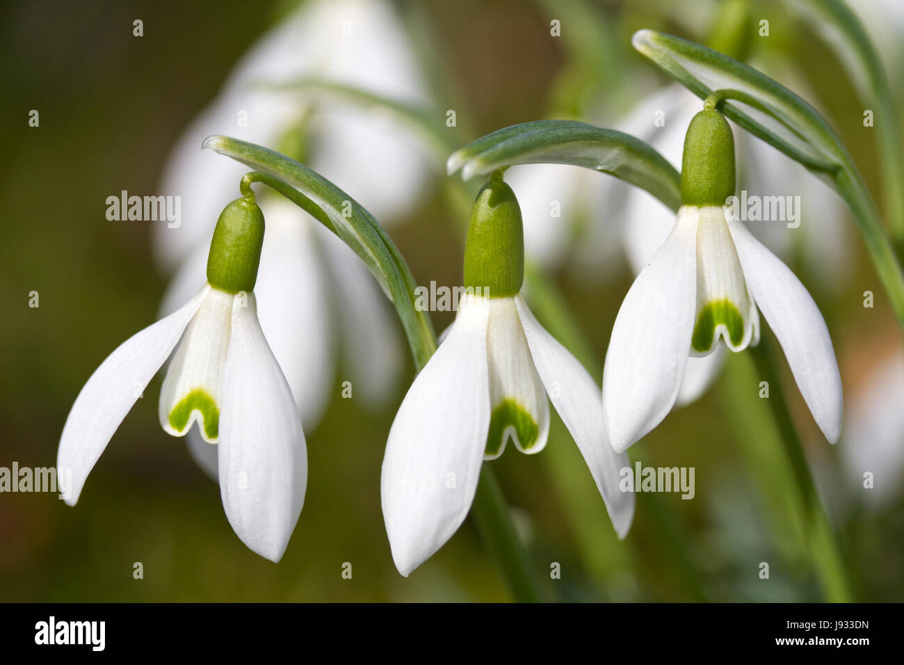 Fleur, plante, fleur, fleurs, fleurir, floraison, printemps, snowdrop, pâle, Banque D'Images