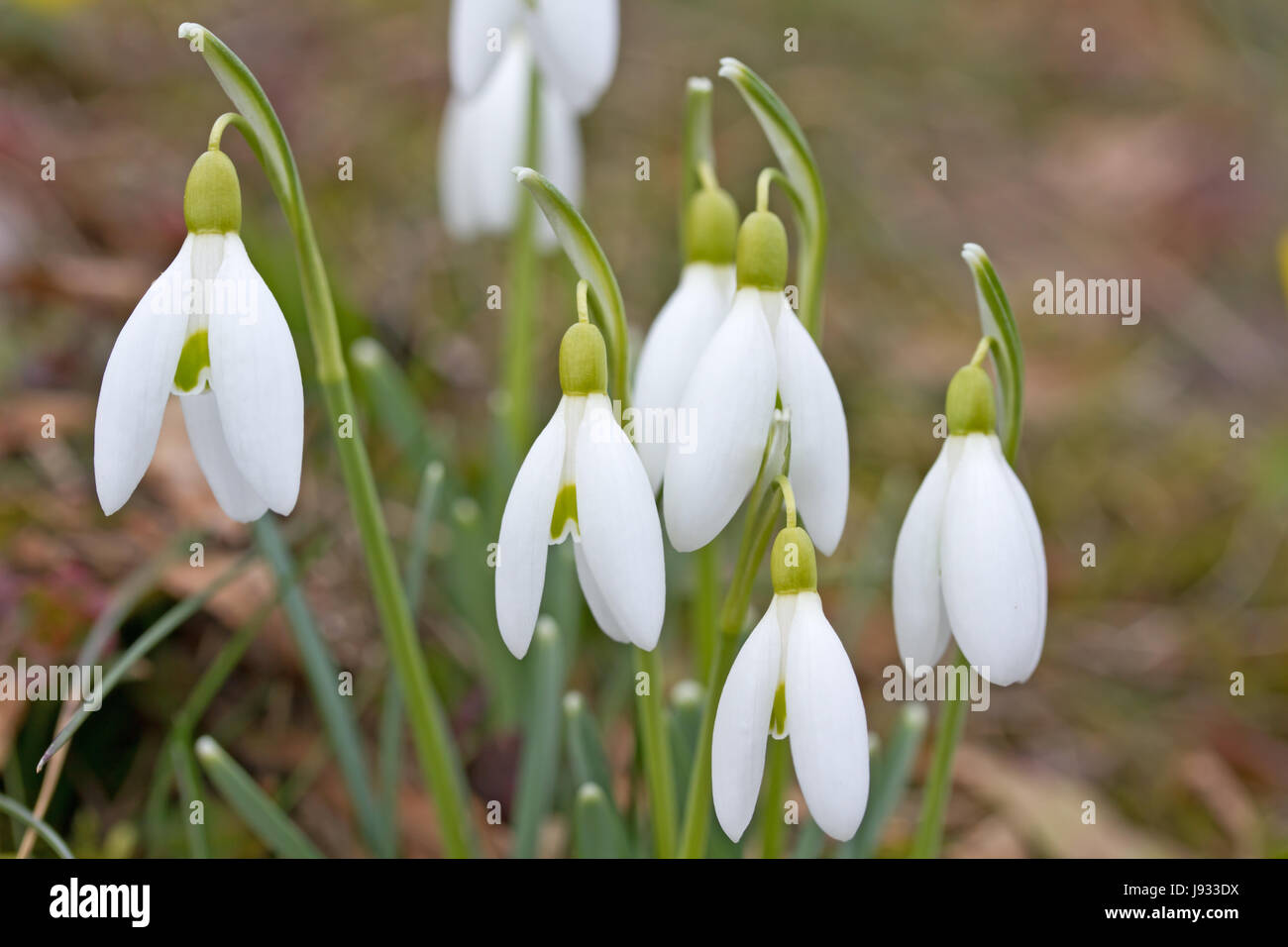 Perce-neige dans le jardin Banque D'Images