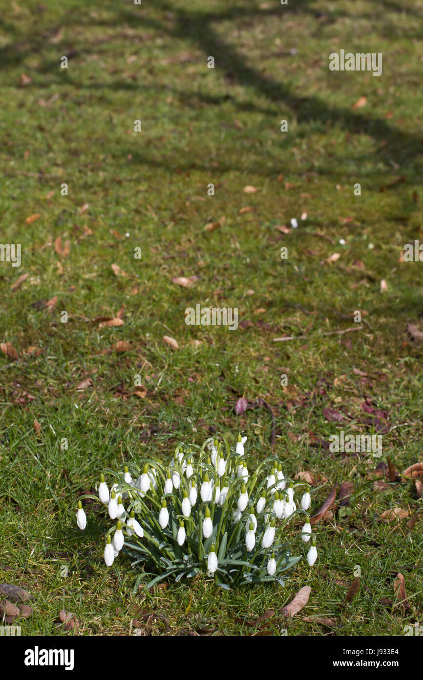 Fleur, plante, fleur, fleurs, fleurir, floraison, printemps, snowdrop, pâle, Banque D'Images