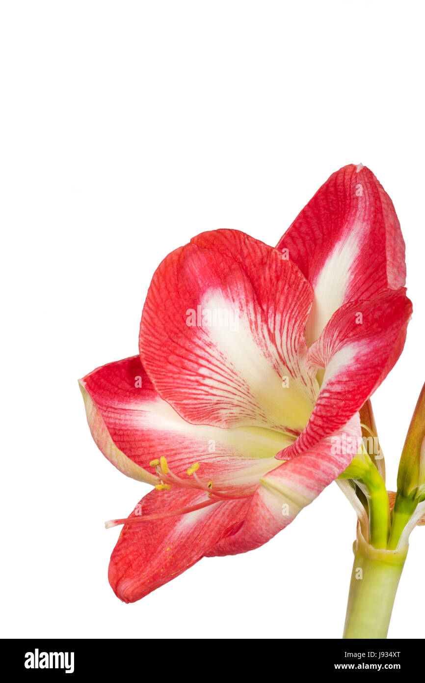 Amaryllis close-up d'une fleur sur un fond blanc. Banque D'Images