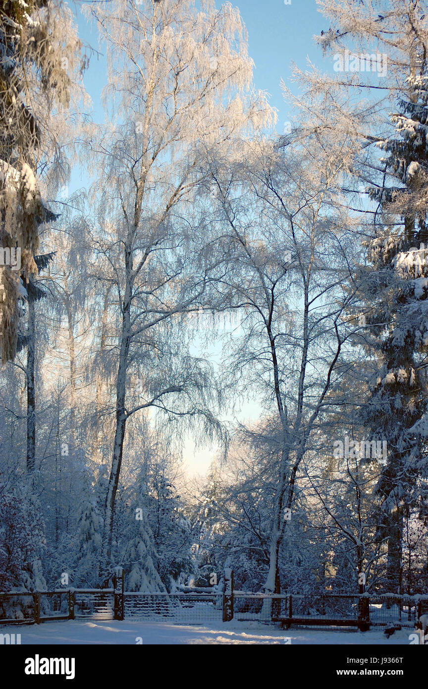 Arbre, arbres, hiver, blanc, européen, du Caucase, de givre, de contre-lumière, neige, Banque D'Images