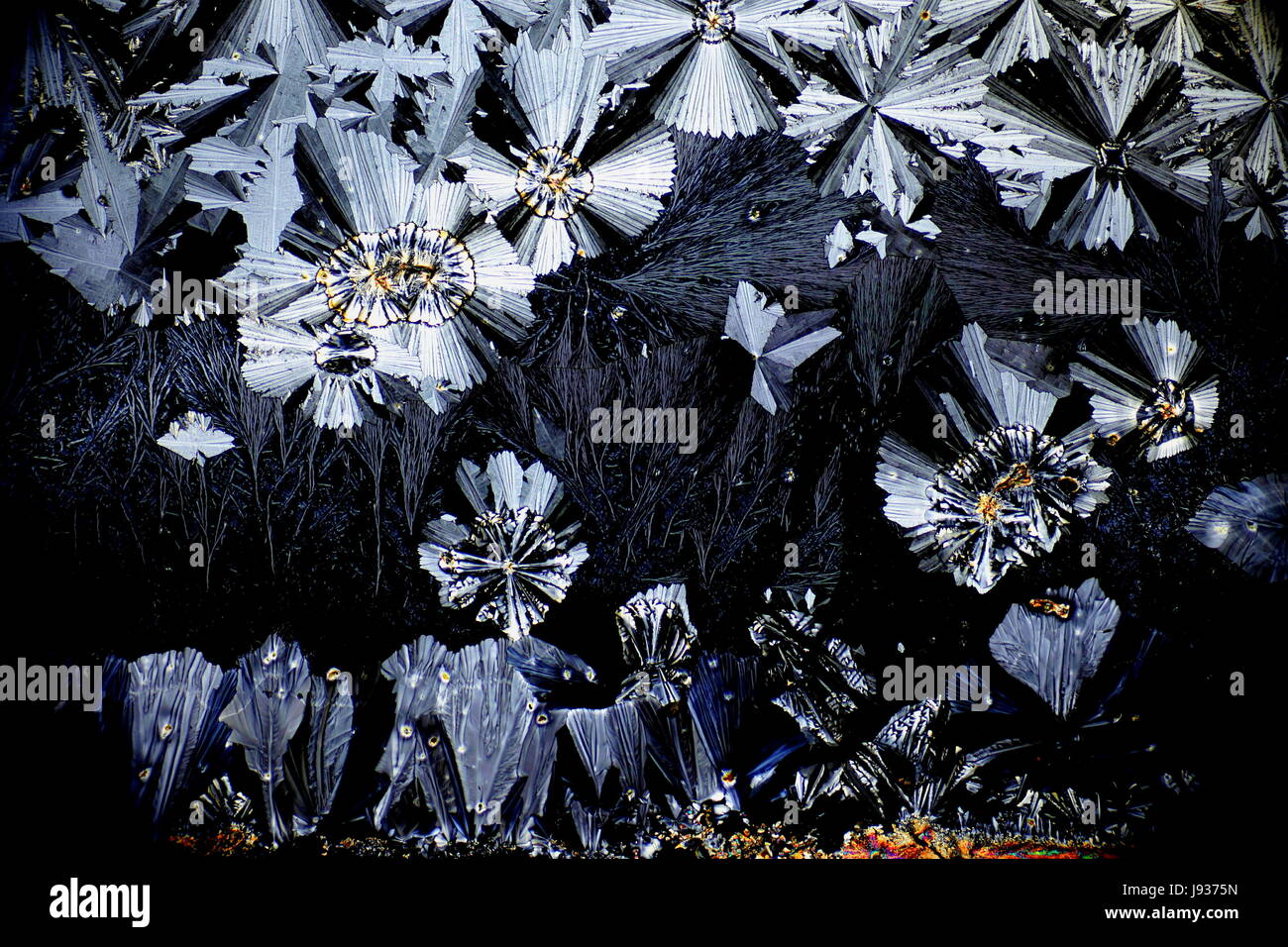 Image du microscope de paracétamol cristalisée. Le paracétamol, aussi connu comme l'acétaminophène ou de l'APAP est un médicament utilisé pour traiter la douleur et la fièvre. Banque D'Images