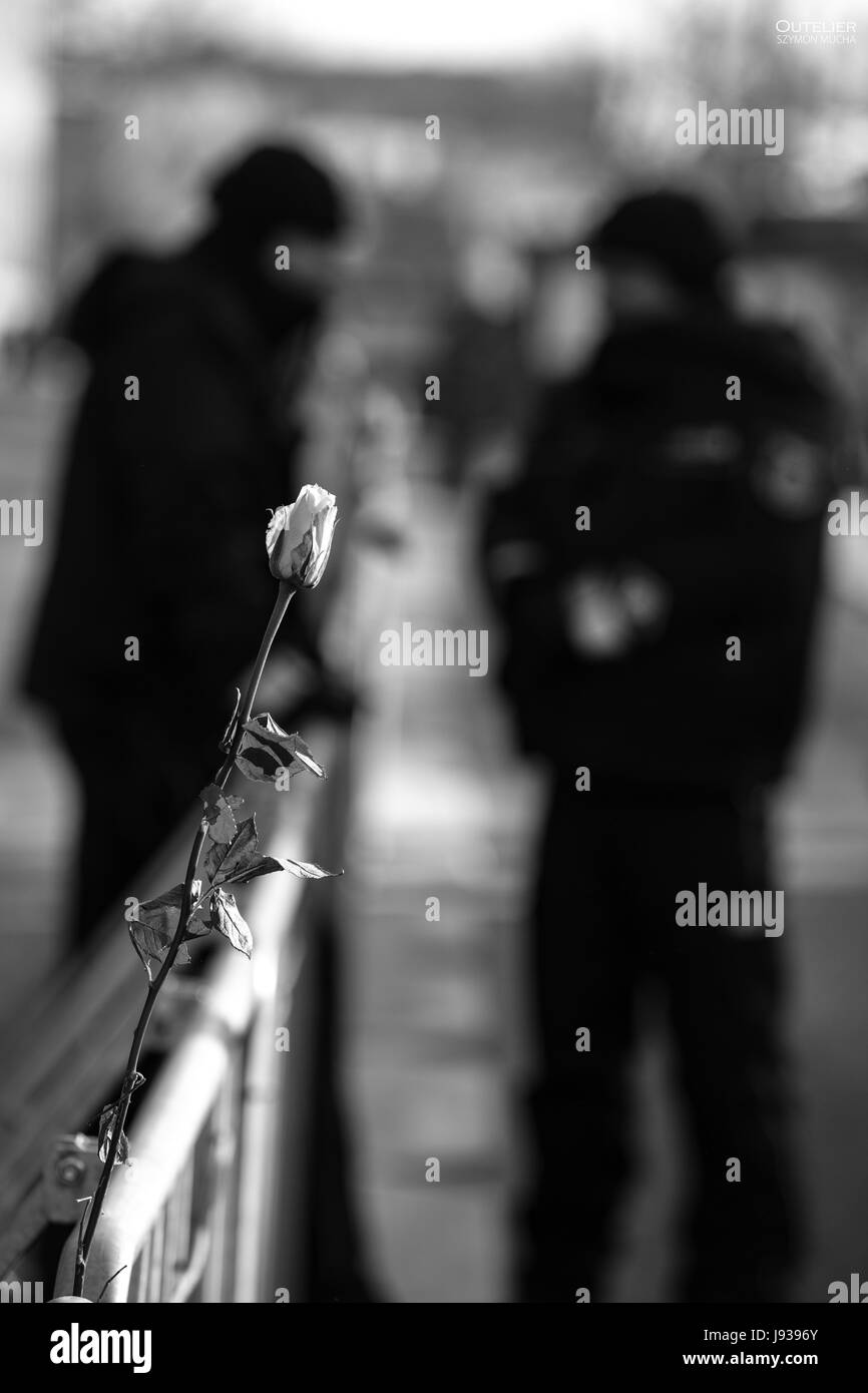Les officiers de police et une rose blanche - un symbole de paix sur la barrière qui sépare les manifestants de du Parlement (Sejm). La protestation de la rue, Varsovie, Pologne. Banque D'Images
