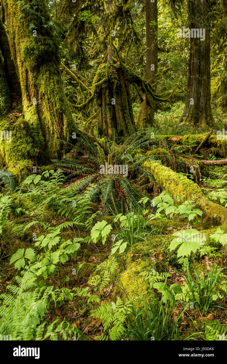 La vanille, feuilles de fougères et d'arbres couverts de mousse, Cathedral Grove, MacMillan Parc provincial, l'île de Vancouver, Colombie-Britannique, Canada. Banque D'Images