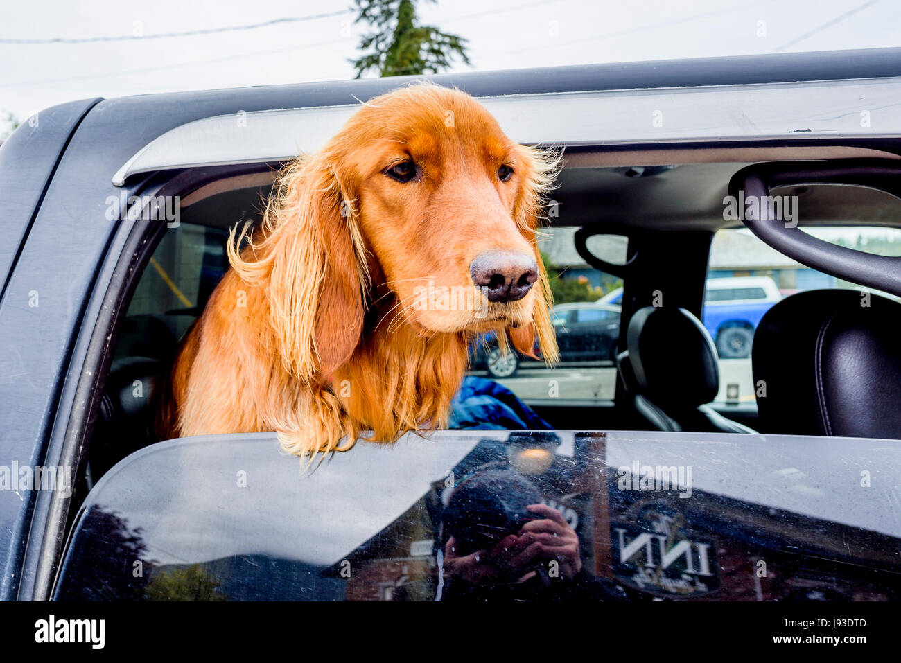 Chien Setter Irlandais en voiture à la recherche d'une fenêtre Banque D'Images