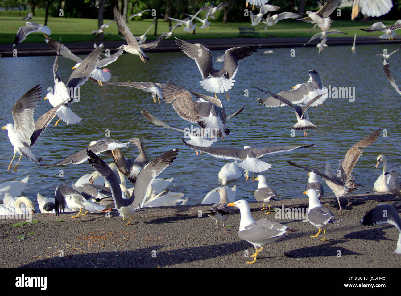 Vieux homme turban sikh h avec l'alimentation l'alimentation des goélands dans le parc avec des cygnes dans l'étang Lake Banque D'Images