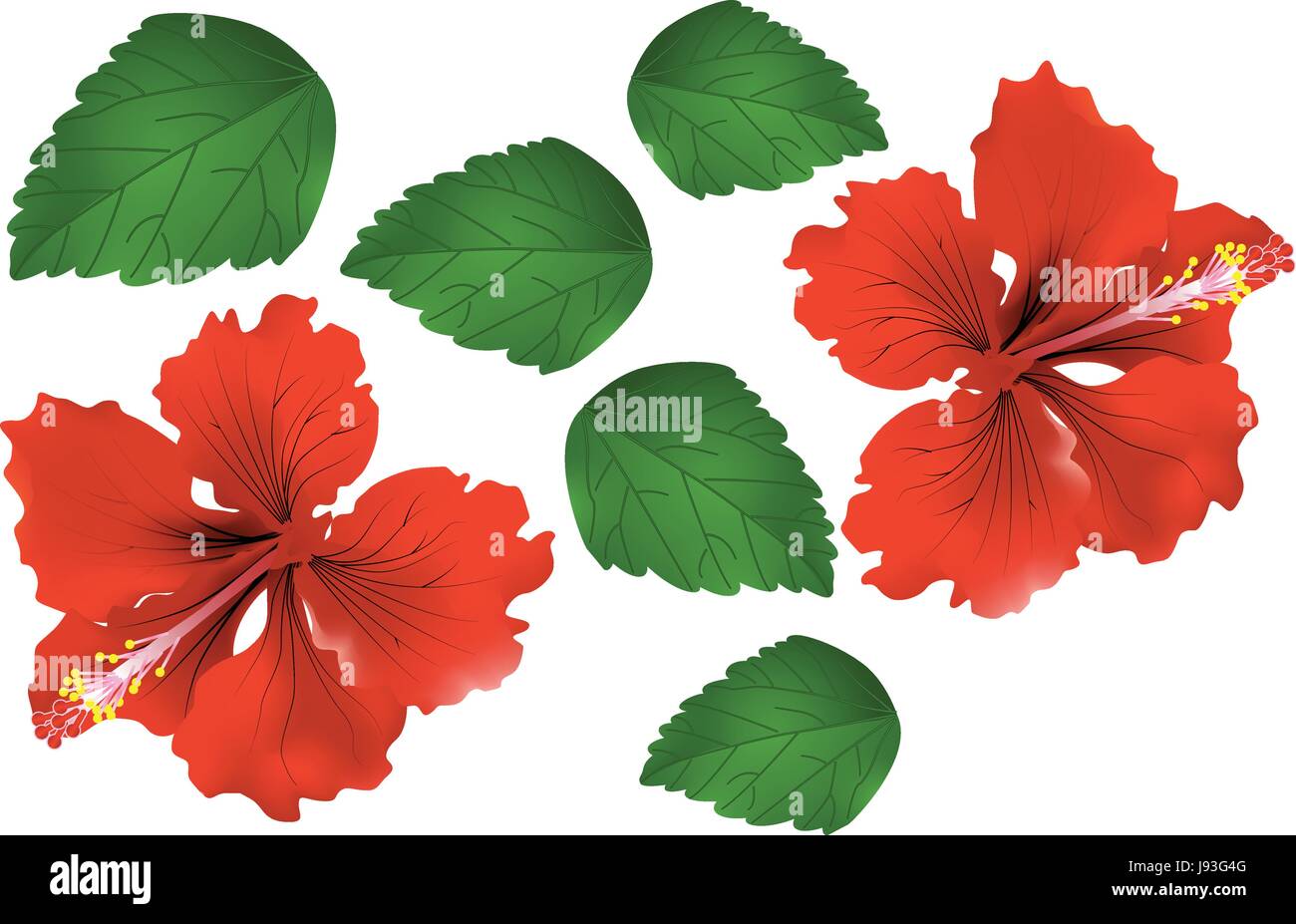 Vecteur d'Hibiscus rouge / Chine rose et vert feuille, illustration isolé Illustration de Vecteur