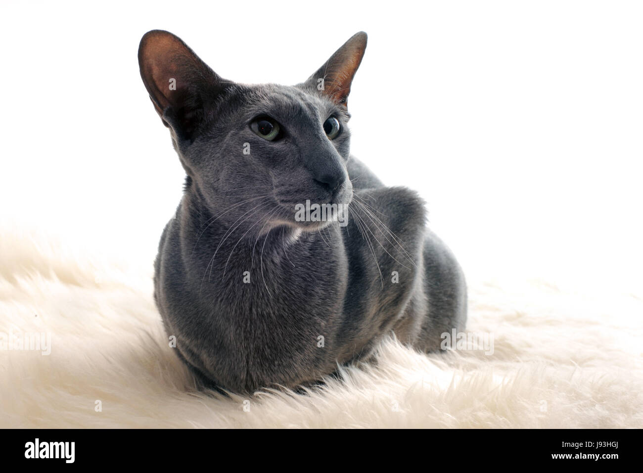 Bébé chat, chaton, oriental, pussycat, chat, chat domestique, animal, animal, fourrure, Banque D'Images