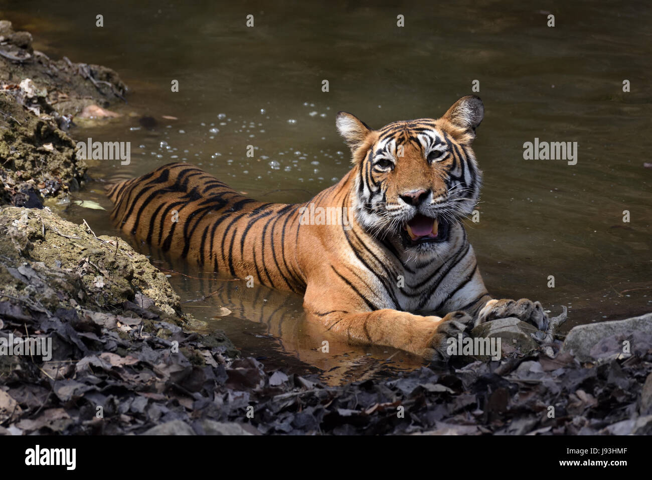 Tiger se reposant dans un trou d'eau en été à Ranthambhore National Park, Inde Banque D'Images