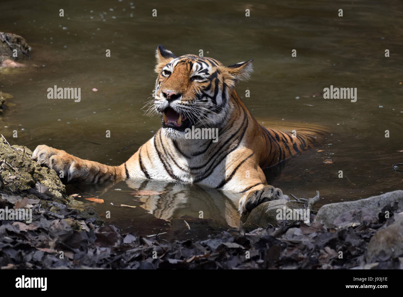Tiger se reposant dans un trou d'eau en été à Ranthambhore National Park, Inde Banque D'Images