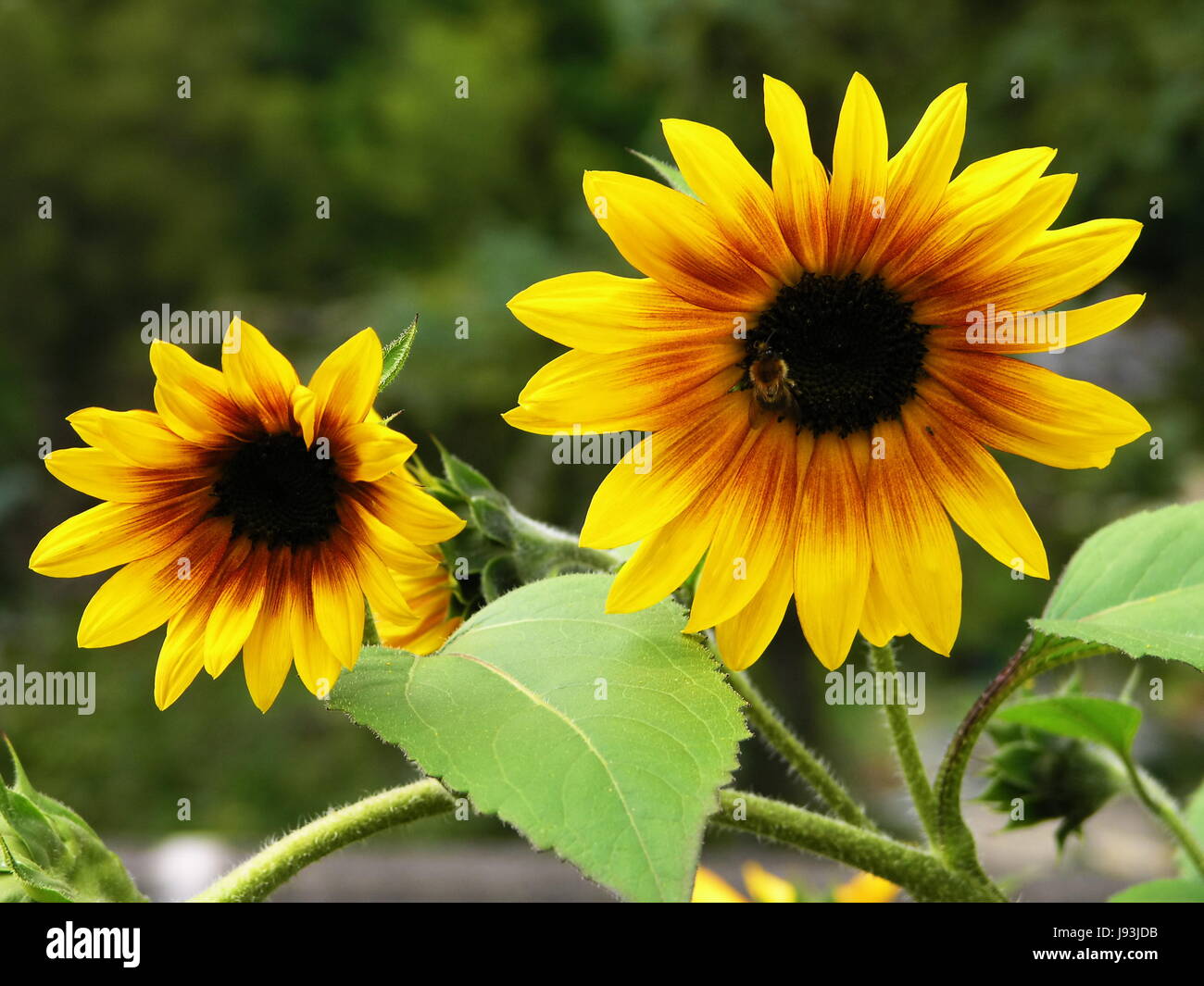 Fleur, tournesol, plante, tournesols, fleurs, purger, insecte, bee, parc, Banque D'Images