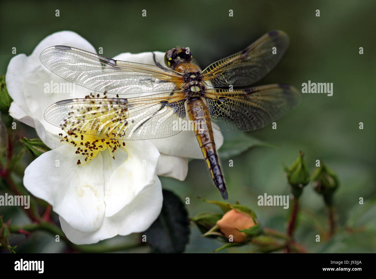 Quatre point sur une rose Banque D'Images