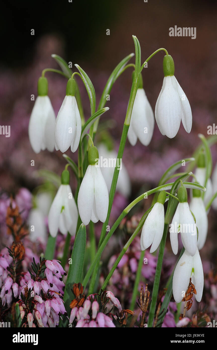 Jardin, fleurs, printemps, fleur, plante, snowdrop, jardins, purger, jardin, Banque D'Images