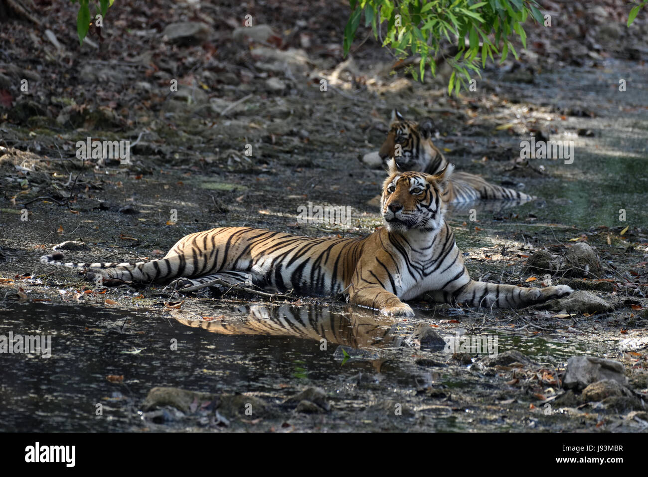 Tigre du Bengale Royal sauvage dans le parc national de Ranthambore au Rajasthan, Inde Banque D'Images
