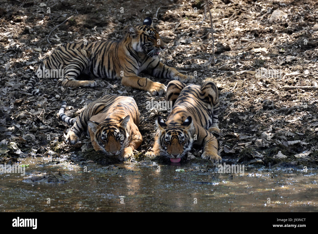 Trois petits de T-39 à partir d'un point d'eau potable à Ranthambhore national park, Inde Banque D'Images