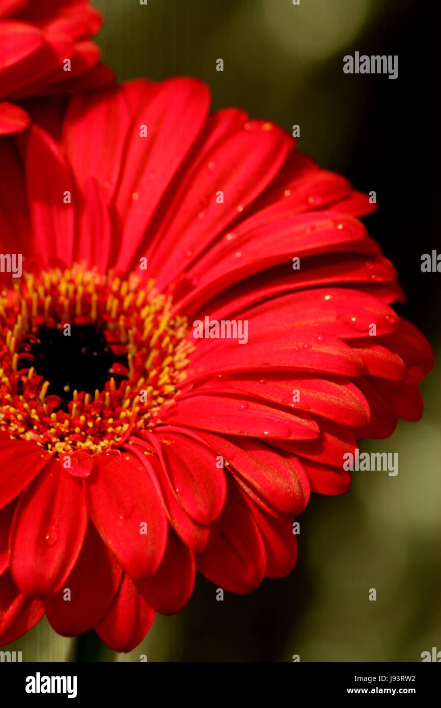 Flower,plant,fleurs,gerbera,goutte d'eau goutte d'eau,,rouge,nature,paysages, Banque D'Images