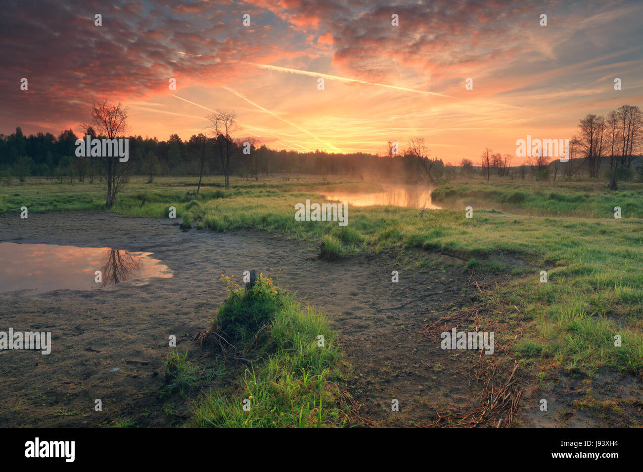 Lever du soleil d'été sur pré. Paysage d'été vives. Couleurs naturelles de matin d'été. Banque D'Images